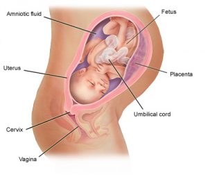 8th-month-fetus-jpg